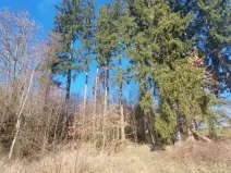 Prodej lesa, Čáslavsko, 2306 m2