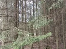 Prodej lesa, Žirovnice, 1258 m2