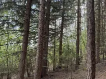 Prodej lesa, Kratušín, 6930 m2