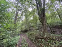 Prodej lesa, Strážná, 589 m2