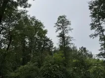 Prodej lesa, Rychnovek, 3110 m2