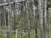Prodej lesa, Hradiště, 3845 m2