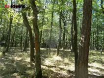 Prodej podílu lesa, Vážany, 38449 m2