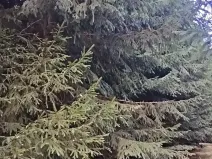 Prodej lesa, Žirovnice, 9999 m2