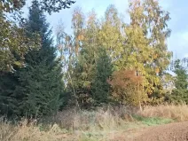Prodej lesa, Žirovnice, 9999 m2