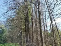 Prodej lesa, Rovná, 12639 m2