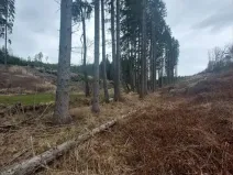 Prodej lesa, Dolní Hořice, 4440 m2