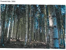 Prodej lesa, Ždírec nad Doubravou, 21716 m2
