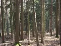 Prodej lesa, Hvozdec, 12572 m2