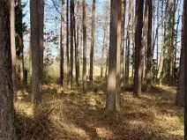 Prodej lesa, Hvozdec, 12572 m2