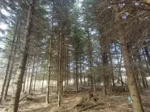 Prodej lesa, Dolní Hořice, 3279 m2
