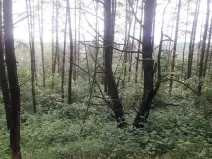 Dražba lesa, Dolní Hbity, 14259 m2