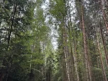 Prodej lesa, Řevničov, 11311 m2