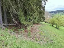 Prodej lesa, Bečov nad Teplou, 11646 m2