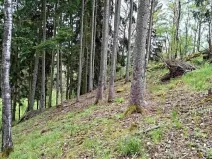 Prodej lesa, Bečov nad Teplou, 11646 m2