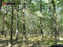 Prodej podílu lesa, Vážany, 38449 m2