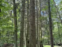 Prodej lesa, Zbýšov, 1719 m2