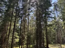 Prodej lesa, Novosedly nad Nežárkou, 67560 m2