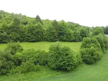 Dražba louky, Skorotice, 6028 m2