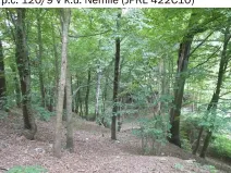 Prodej lesa, Nemile, 323 m2
