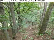 Prodej lesa, Nemile, 323 m2