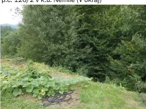 Prodej lesa, Nemile, 323 m2