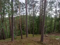 Prodej lesa, Pelhřimov, 14638 m2