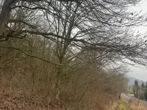 Prodej lesa, Ústí nad Labem, 9837 m2