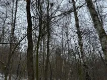 Prodej lesa, Kralupy nad Vltavou, 2714 m2