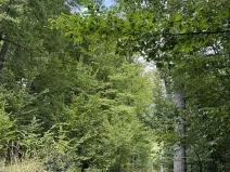 Prodej podílu lesa, Dolní Studénky, 11507 m2