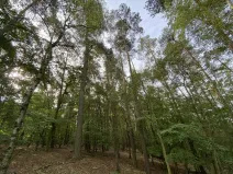 Prodej lesa, Ostřetín - Vysoká u Holic, 5528 m2