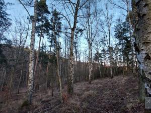 Prodej lesa, Kounov, 3615 m2