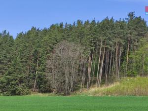 Prodej lesa, Litochovice, 12410 m2