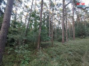 Prodej lesa, Štichov, 59400 m2