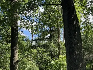 Prodej lesa, Náměšť nad Oslavou, 32927 m2