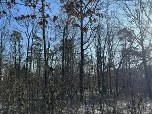 Prodej lesa, Náměšť nad Oslavou, 1645 m2