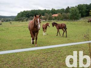 Prodej pozemku pro bydlení, Kamenice, Hadovitá, 832 m2