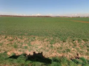 Prodej pole, Lužec nad Cidlinou, 25308 m2