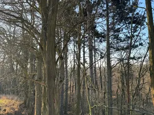 Prodej lesa, Mělnické Vtelno, 14454 m2