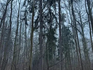 Prodej pozemku, Třebechovice pod Orebem, 14875 m2