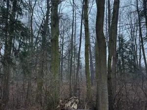 Prodej pozemku, Třebechovice pod Orebem, 14875 m2