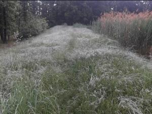 Pronájem rybníku, Čermákovice, 5035 m2