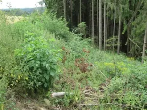 Prodej lesa, Přibyslav, 707 m2