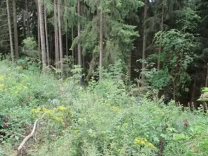 Prodej lesa, Přibyslav, 707 m2