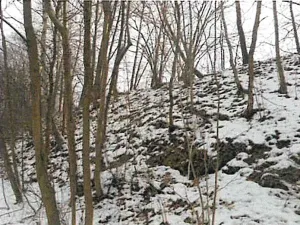 Prodej lesa, Přibyslav, 1214 m2