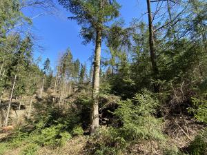 Prodej lesa, Zábřeh, 10749 m2