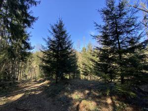 Prodej lesa, Zábřeh, 10749 m2