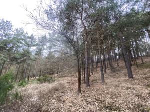 Prodej lesa, Miloňovice - Sudkovice, 2768 m2