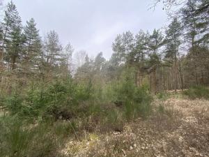 Prodej lesa, Miloňovice - Sudkovice, 2768 m2