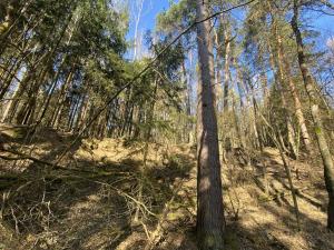 Prodej lesa, Všehrdy, 2994 m2